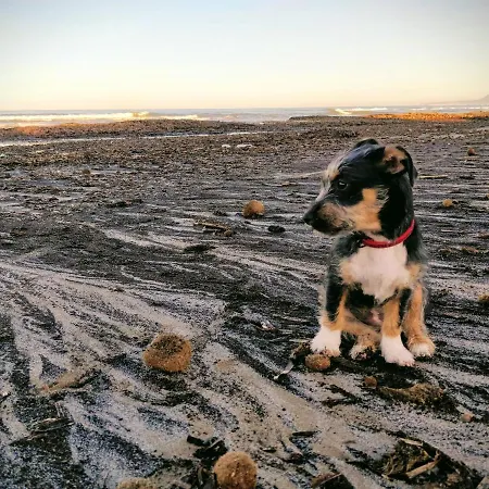 Hello Alter * 올리바